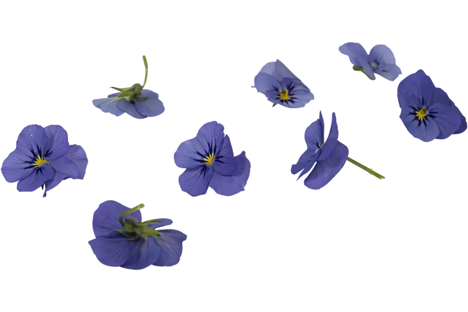 Eetbare bloem viooltjes blauw 22st stuk